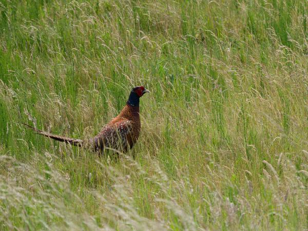Fazant (Phasianus colchicus)